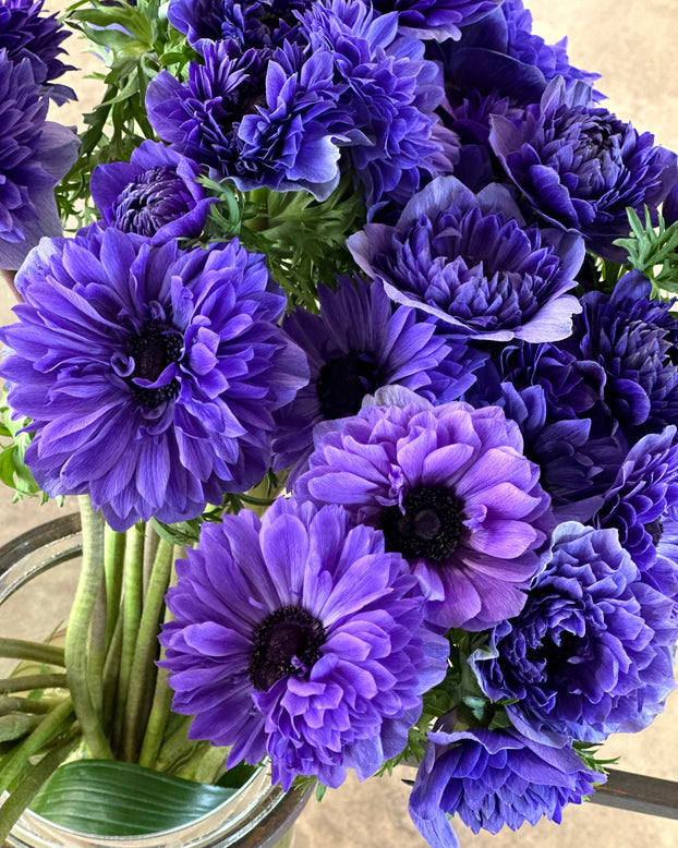 Anemone 'Levante® Blu'