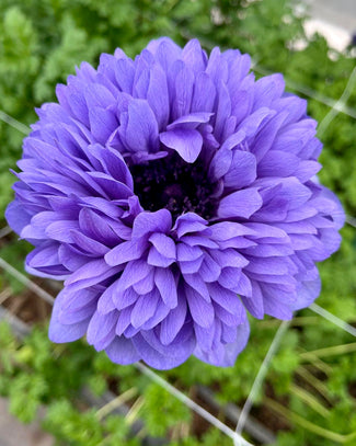 Anemone 'Levante® Blu' Anemone 'Levante® Blu'