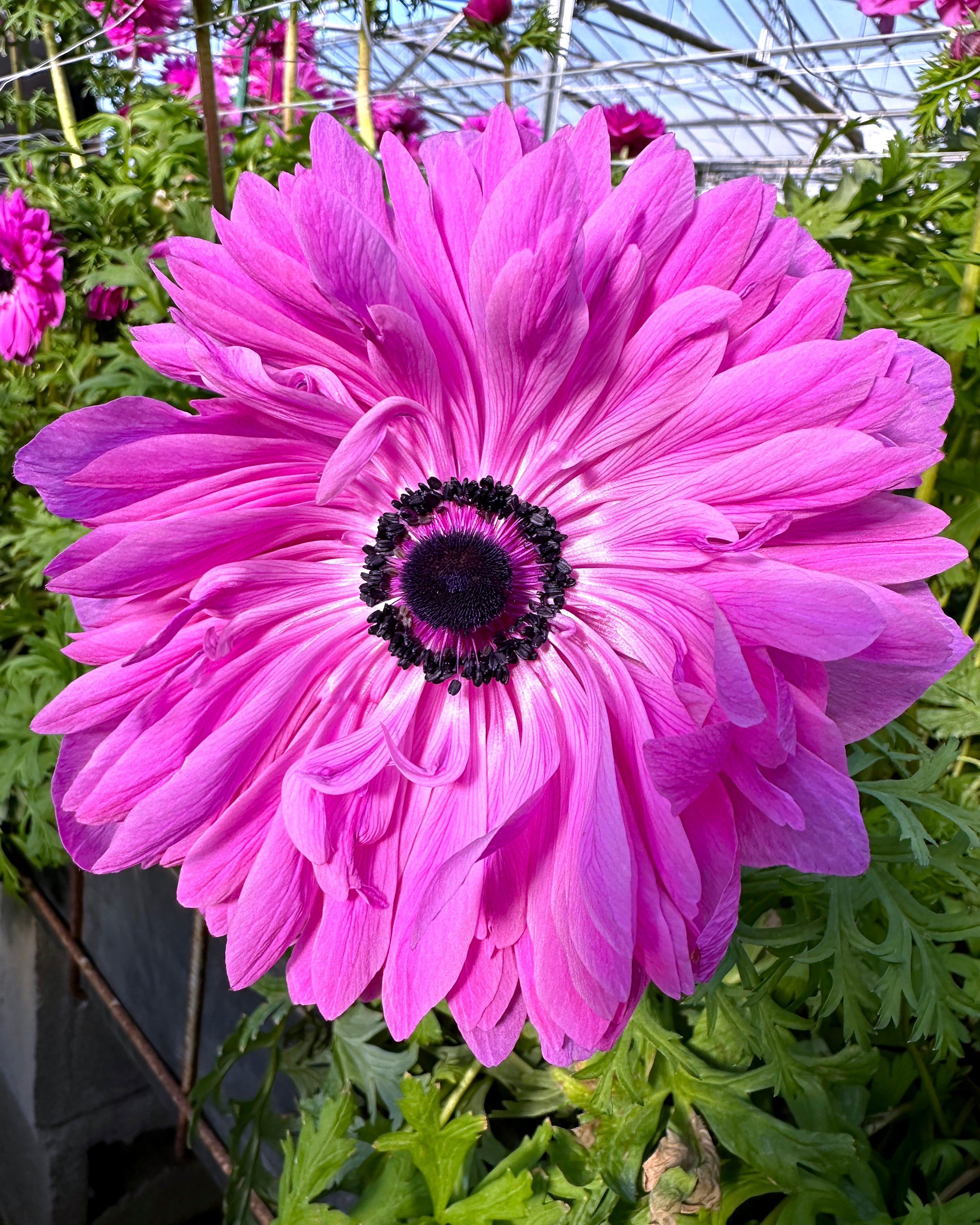 Anemone Levante Fucsia Bulbs Uk