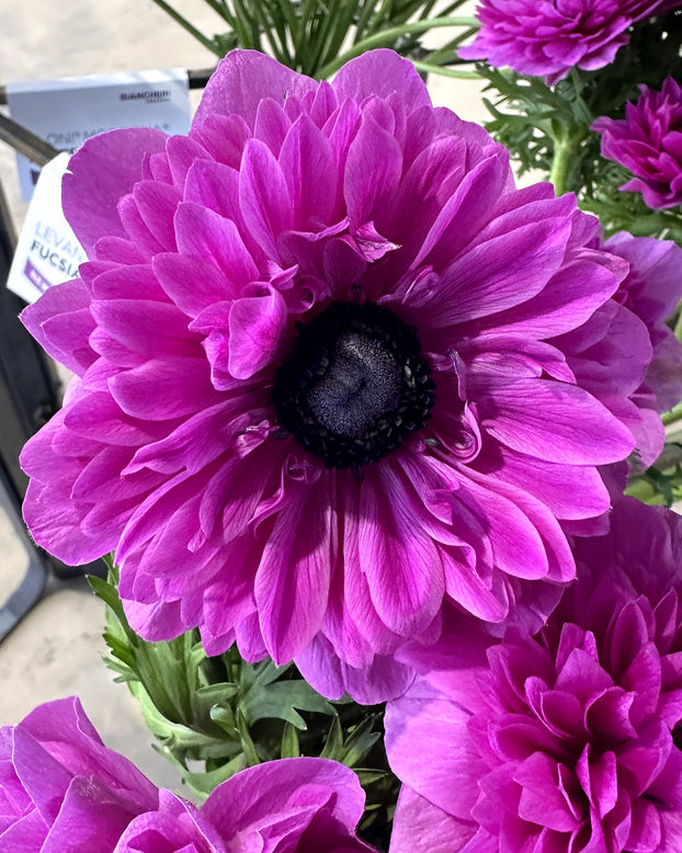 Anemone 'Levante® Fucsia'