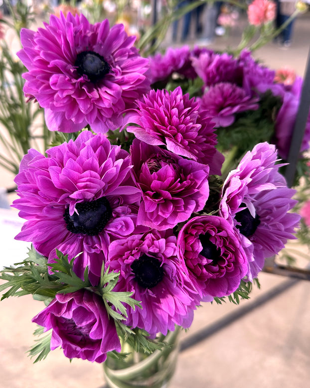 Anemone 'Levante® Fucsia'