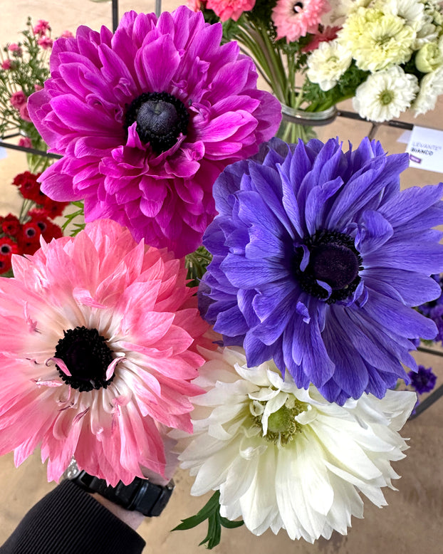 Anemone 'Levante® Mix'