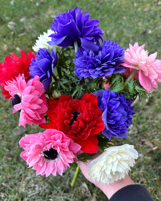 Anemone 'Levante® Mix' Anemone 'Levante® Mix'