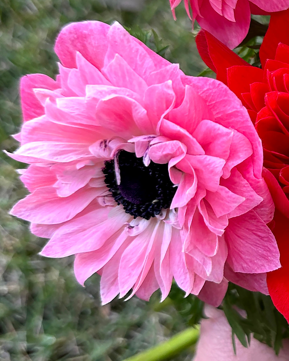 Anemone Levante Rosa Bulbs Uk