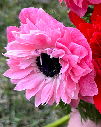 Anemone 'Levante® Rosa' Anemone 'Levante® Rosa'