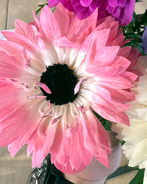 Anemone 'Levante® Rosa'