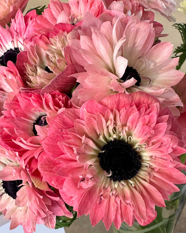 Anemone 'Levante® Rosa'