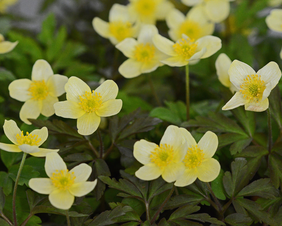 Anemone × lipsiensis
