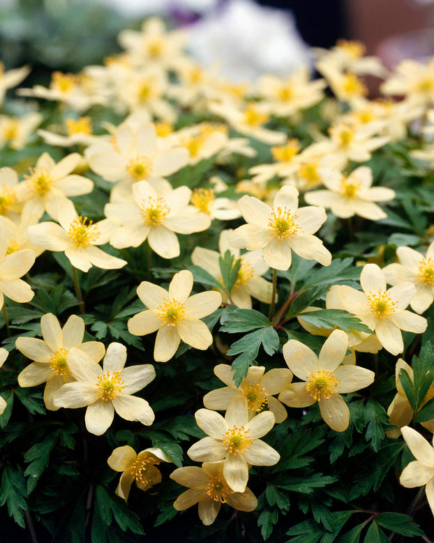 Anemone × lipsiensis