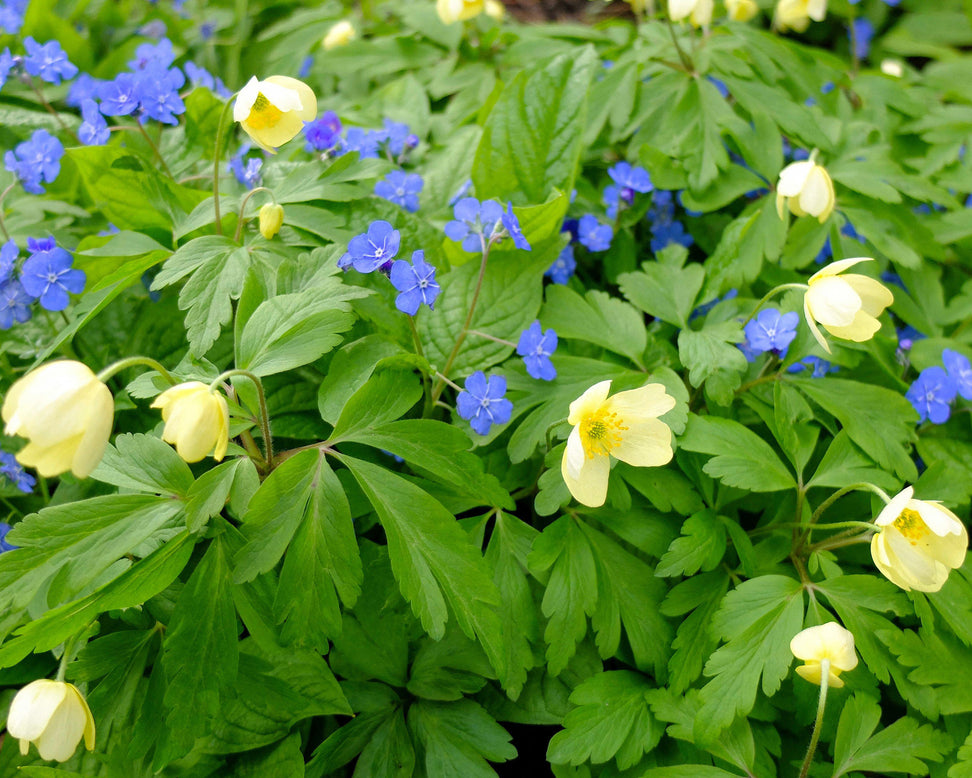Anemone × lipsiensis