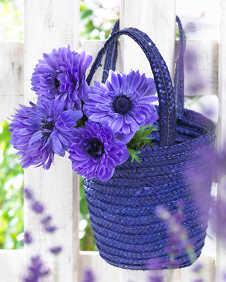 Anemone 'Lord Lieutenant' Anemone 'Lord Lieutenant'