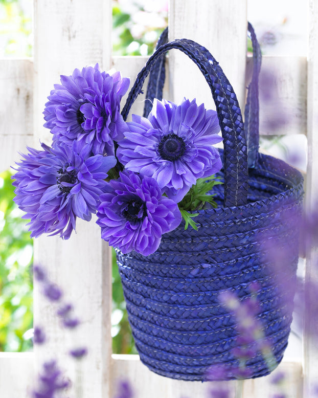 Anemone 'Lord Lieutenant'