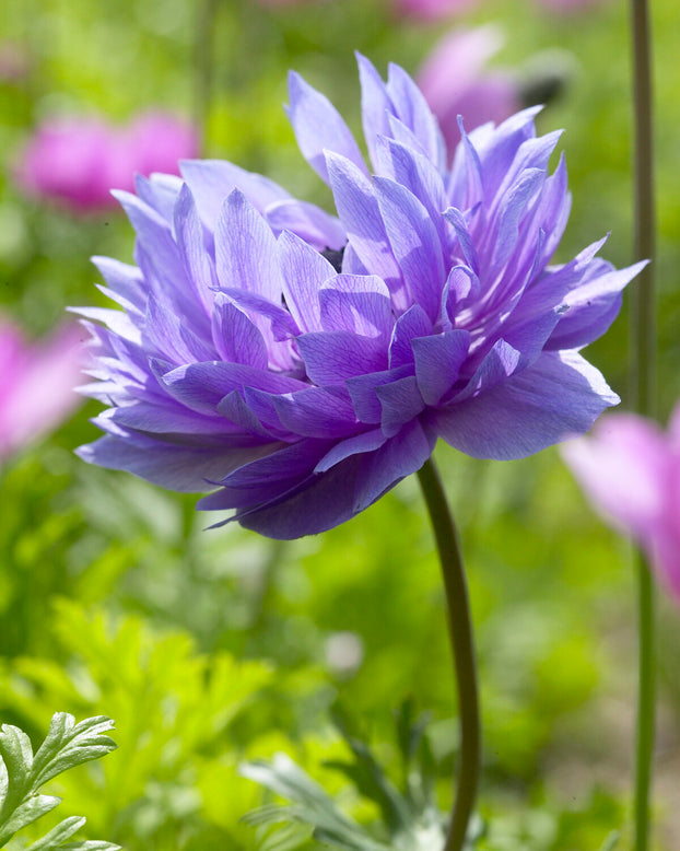 Anemone 'Lord Lieutenant'