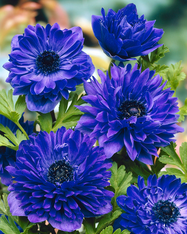 Anemone 'Lord Lieutenant'