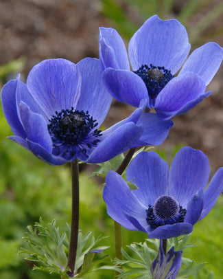 Anemone 'Mr Fokker' Anemone 'Mr Fokker'