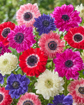 Anemone 'Riviera Mix' Anemone 'Riviera Mix'