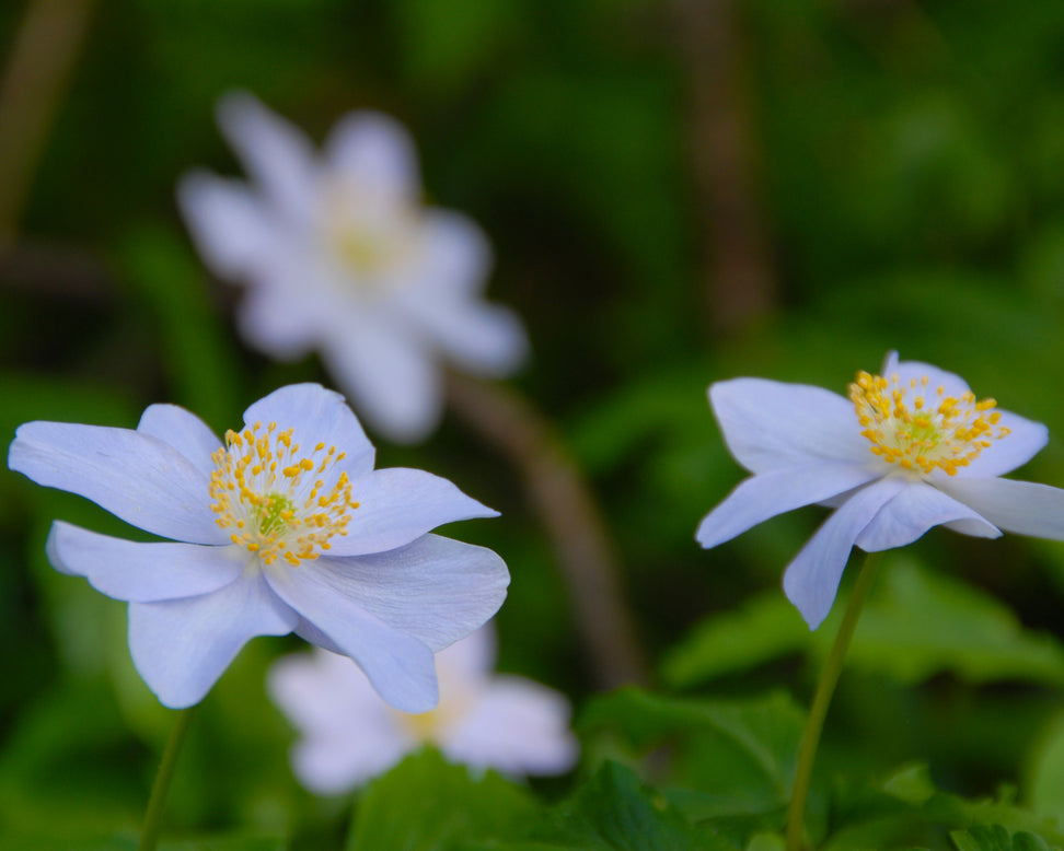 Anemone 'Robinsoniana'