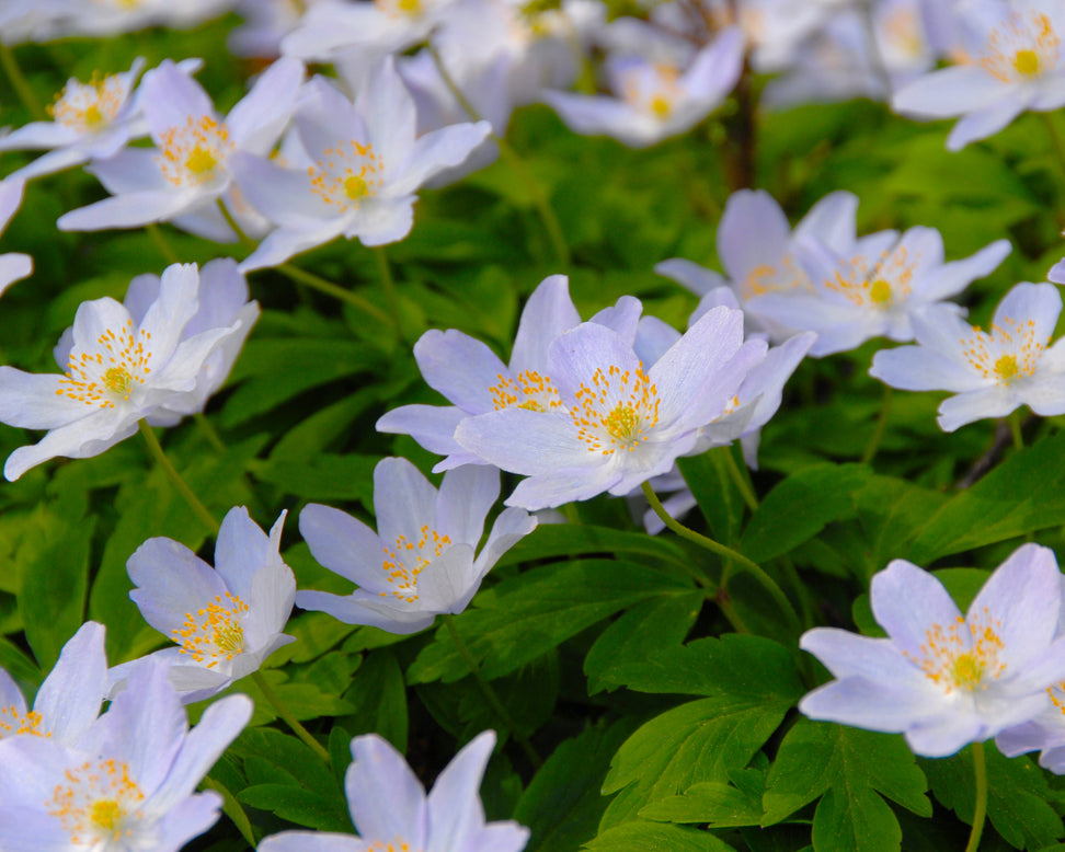 Anemone 'Robinsoniana'