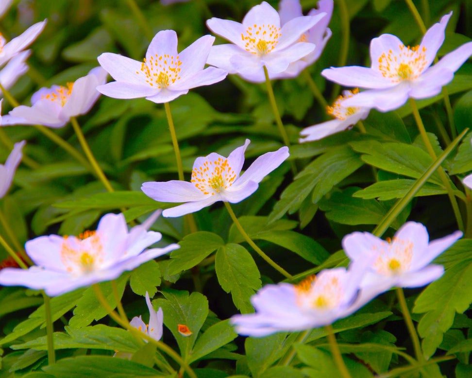 Anemone 'Robinsoniana'