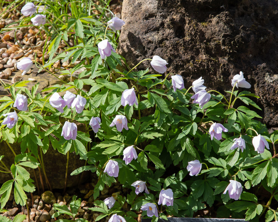 Anemone 'Robinsoniana'