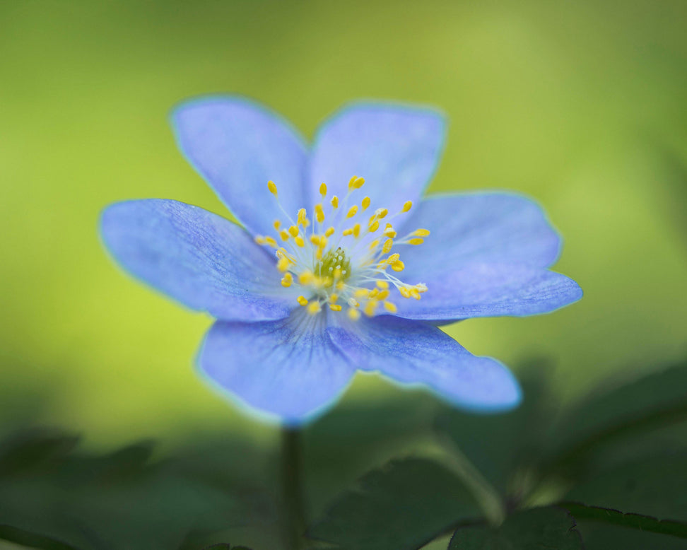 Anemone 'Royal Blue'