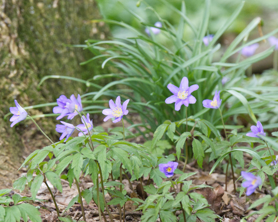 Lavender blue wood anemone