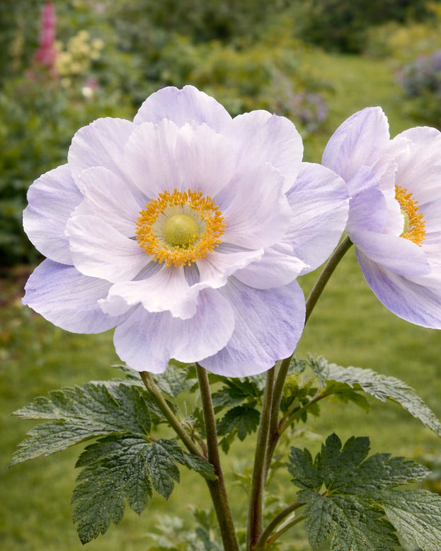 Anemone 'Ruffled Swan'