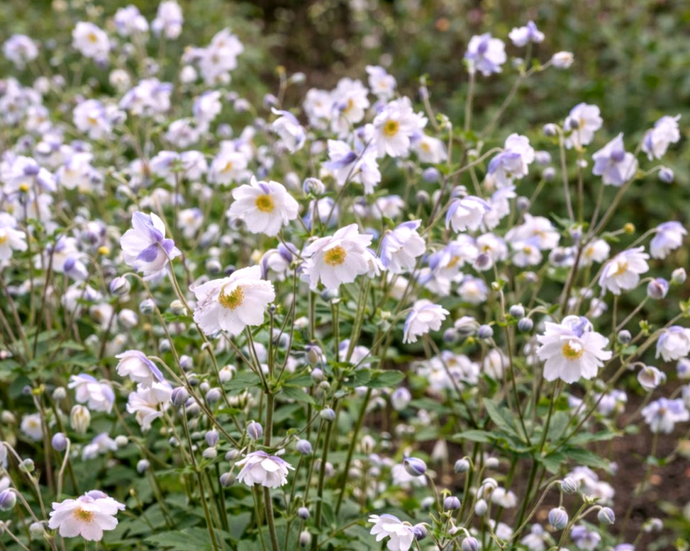 Anemone 'Ruffled Swan'