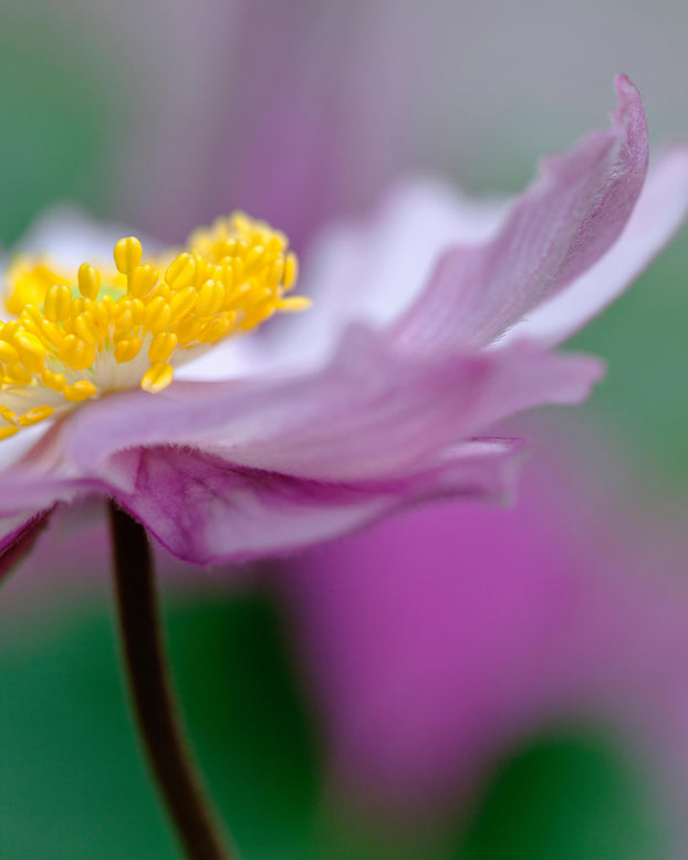 Anemone 'Serenade'