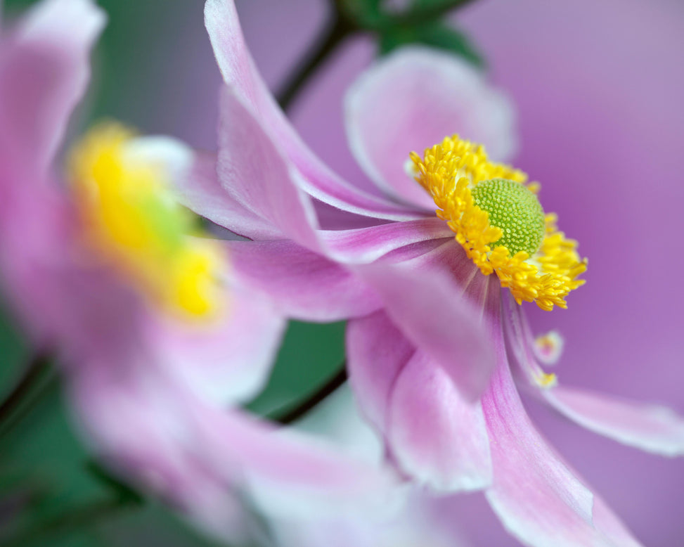 Anemone 'Serenade'