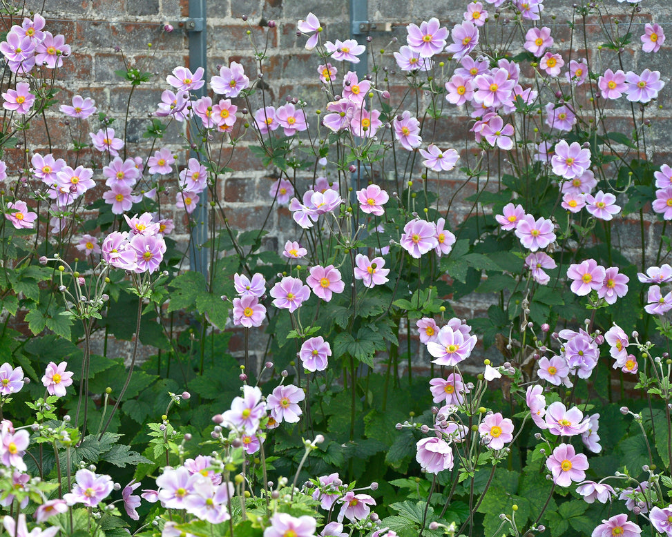 Anemone 'Serenade'