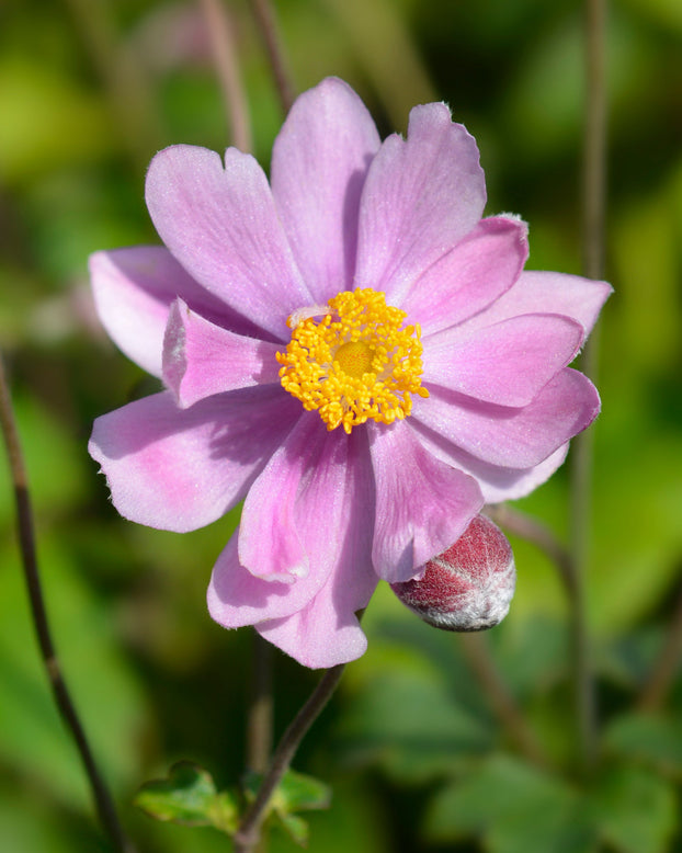 Anemone 'Serenade'