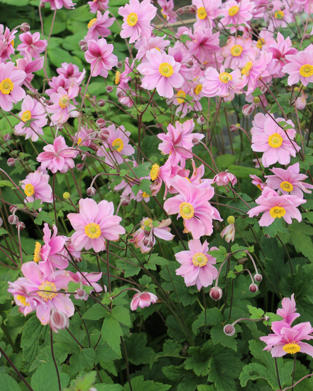 Anemone 'Serenade'
