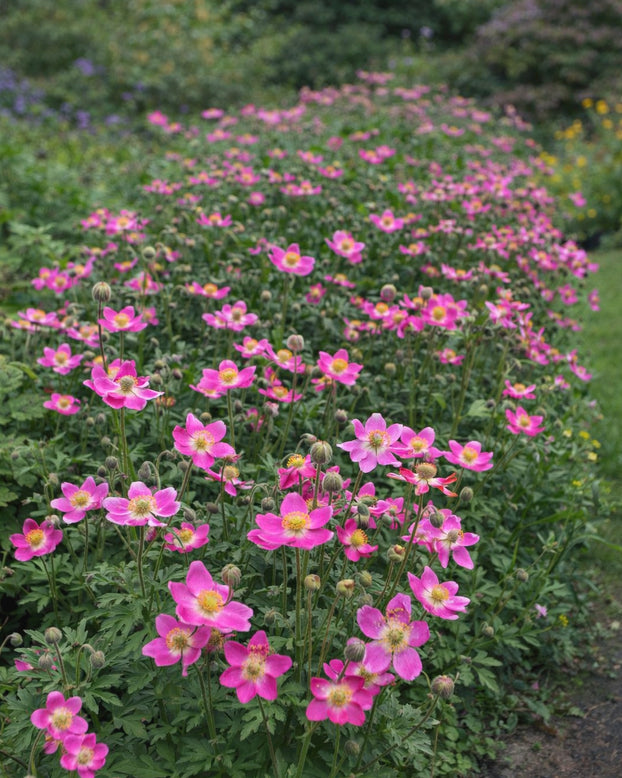 Anemone 'Spring Beauty Pink'