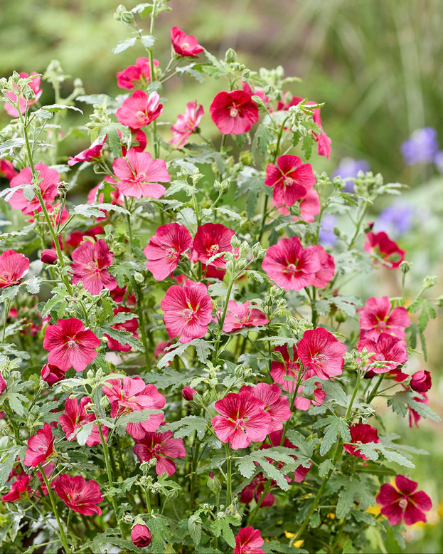 Anisodontea 'Candy Apple'