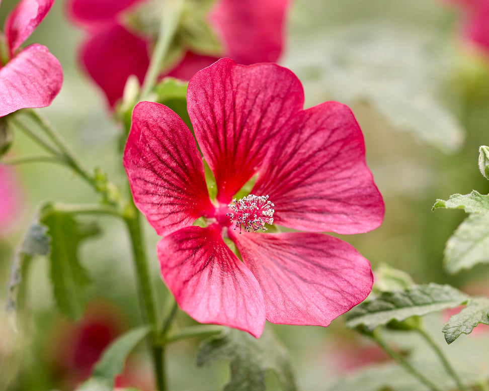 Anisodontea 'Candy Apple'