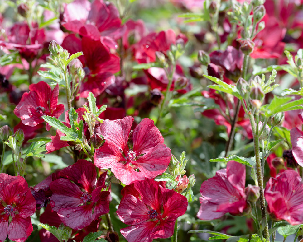 Anisodontea 'Candy Apple'