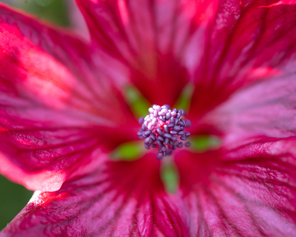 Anisodontea 'Candy Apple'