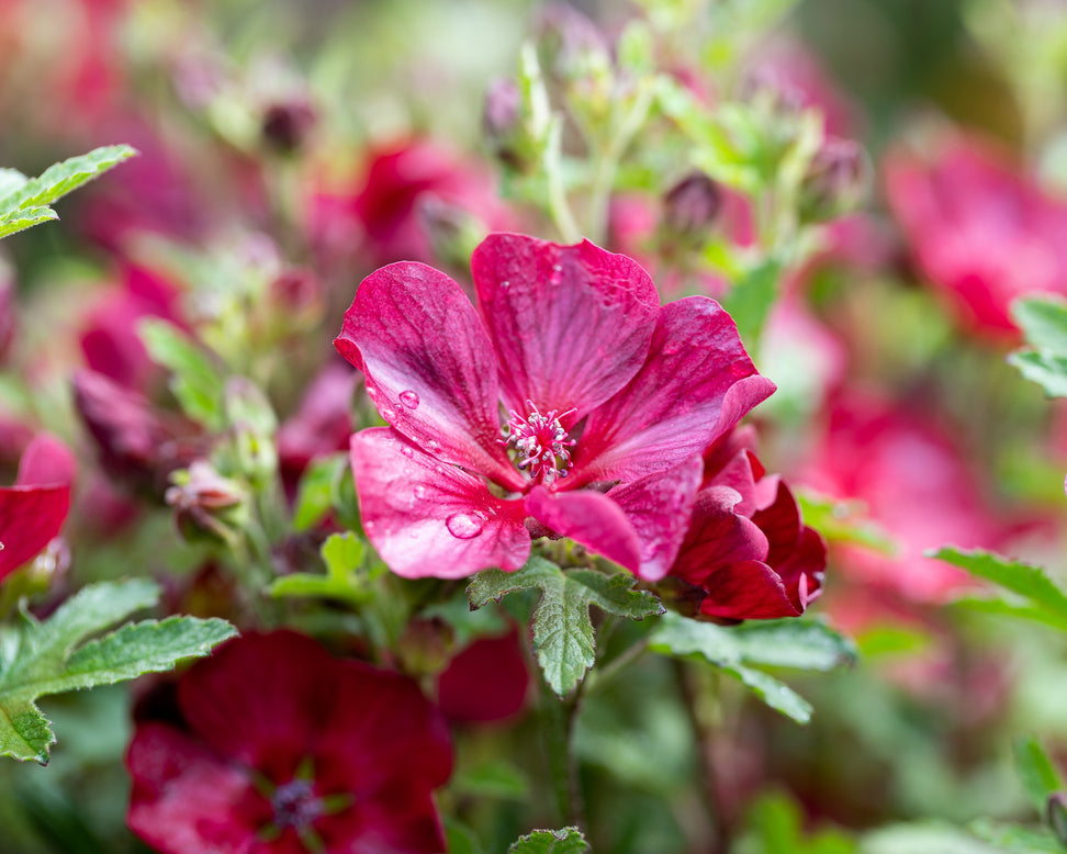 Anisodontea 'Candy Apple'