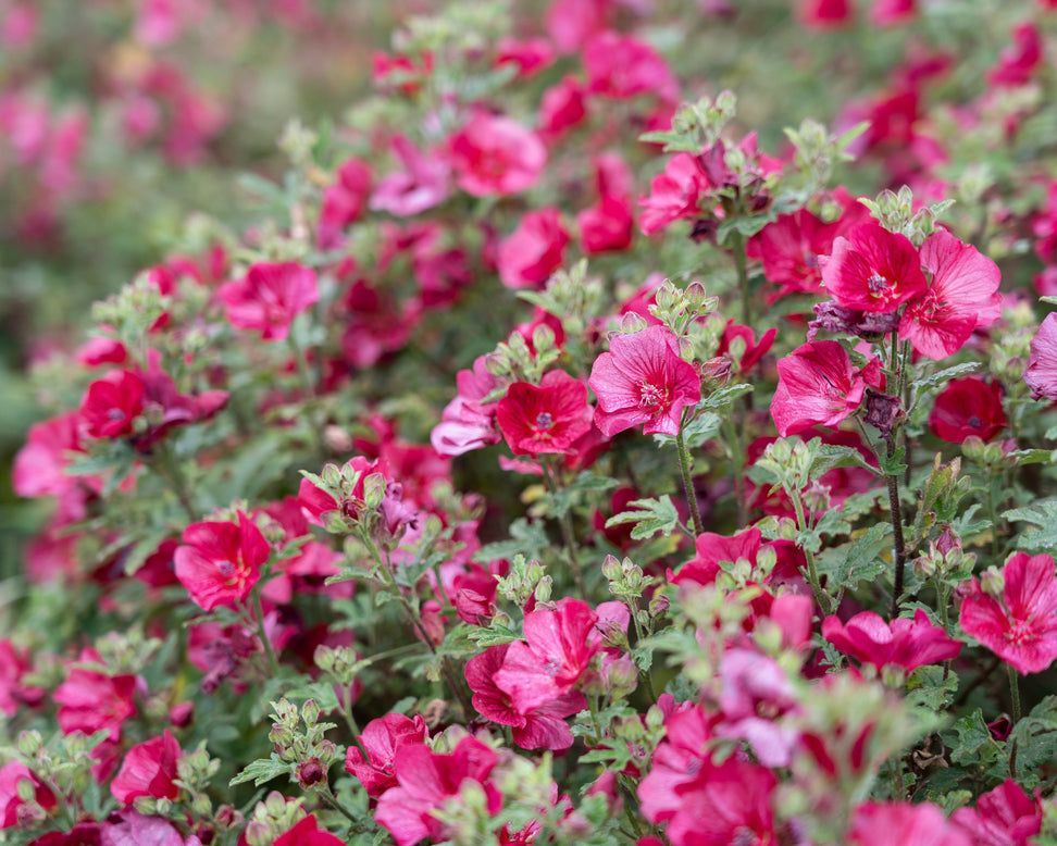 Anisodontea 'Candy Apple'