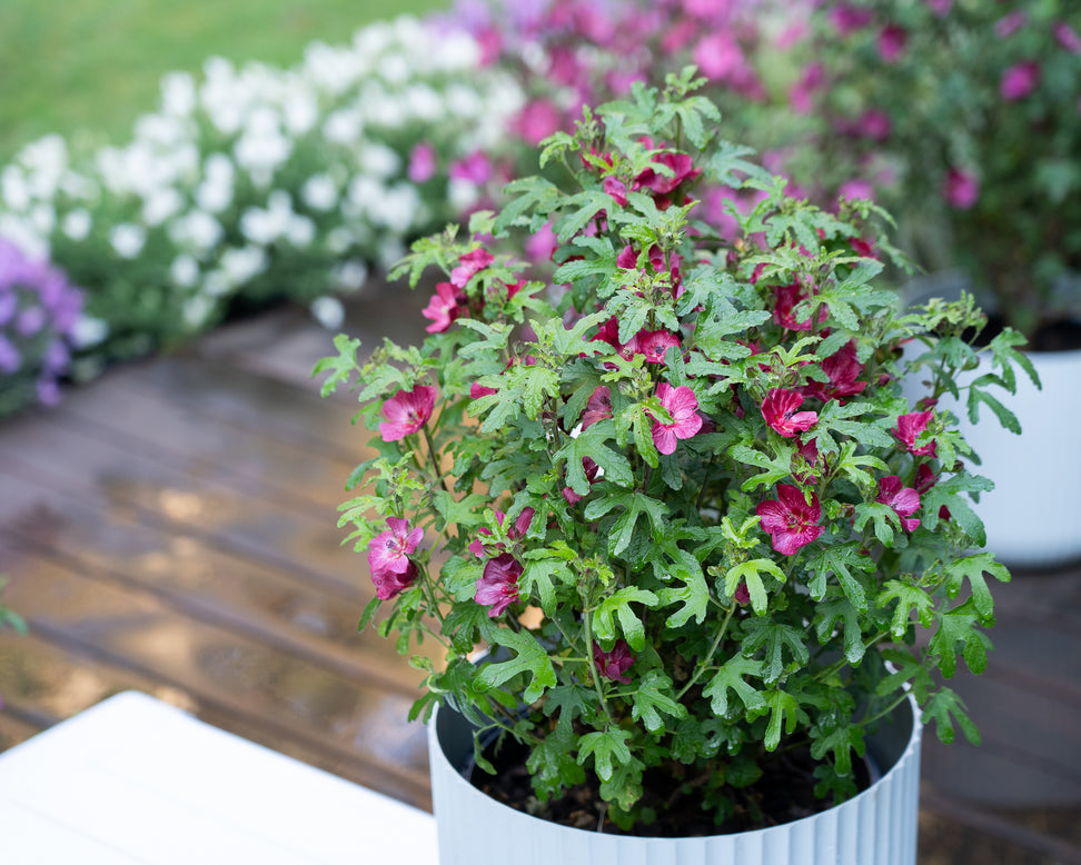 Anisodontea 'Candy Apple'