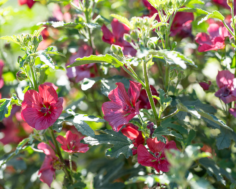 Anisodontea 'Candy Apple'