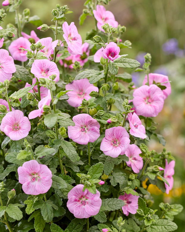 Anisodontea 'Carnival Lights Cotton Candy Pink'