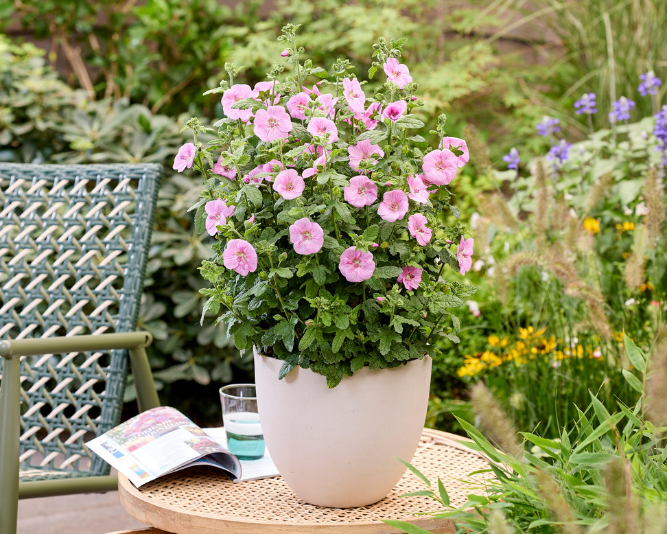 Anisodontea 'Cotton Candy Pink'