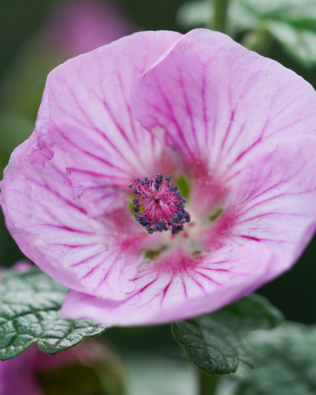 Anisodontea 'Cotton Candy Pink'