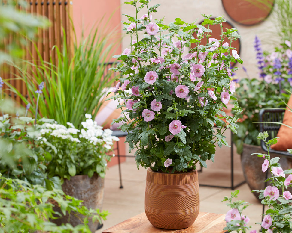 Anisodontea 'Cotton Candy Pink'