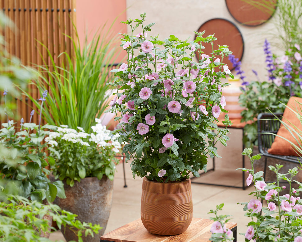 Anisodontea 'Cotton Candy Pink'
