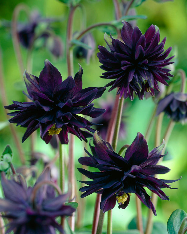 Aquilegia 'Black Barlow'