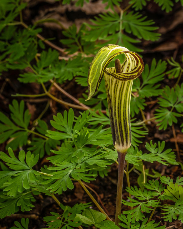 Arisaema concinnum