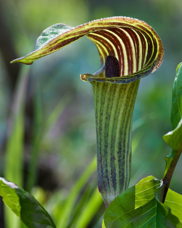 Arisaema concinnum